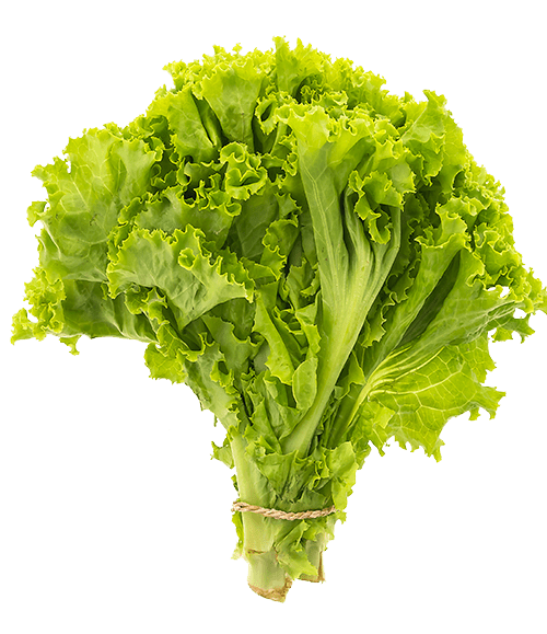 selada-go-grein